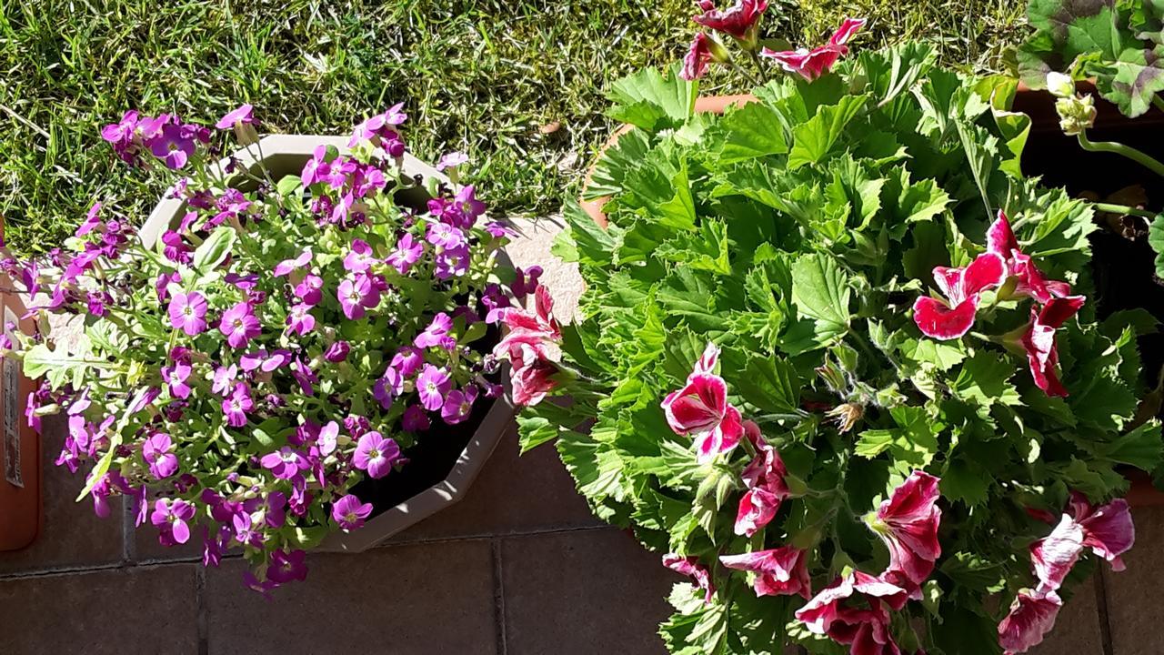 Residenza Orchidee Aparthotel Lazise Bagian luar foto